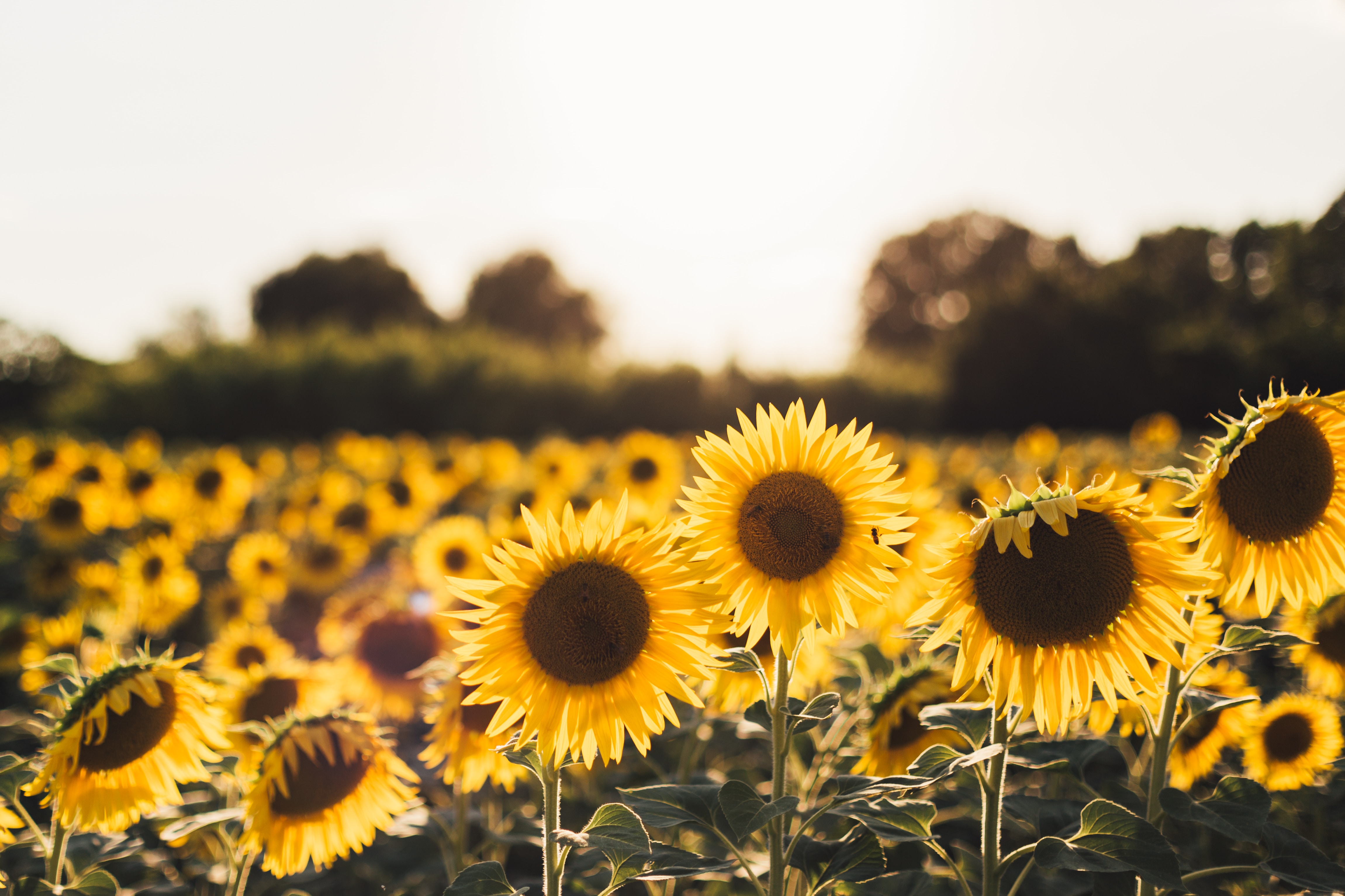 sunflowers in utah