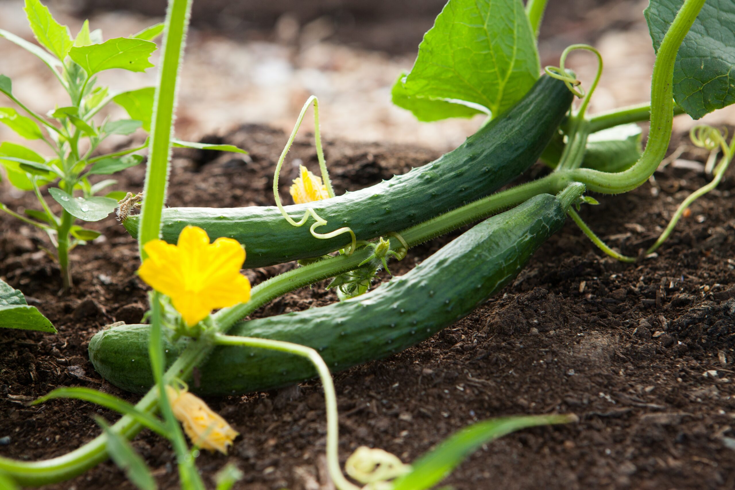 Gardening in Utah: Embracing the Climate